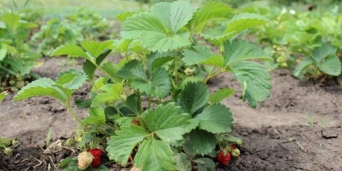 Kada i kako presaditi jagode u proljeće na novo mjesto